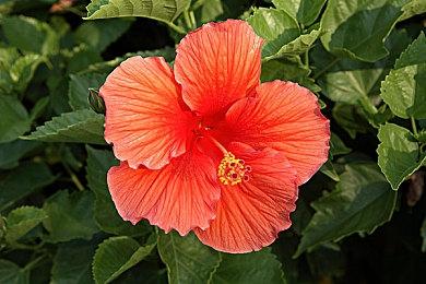 沙盒解谜游戏《艾伦的自动机工坊》今日在Steam发售 支持繁体中文